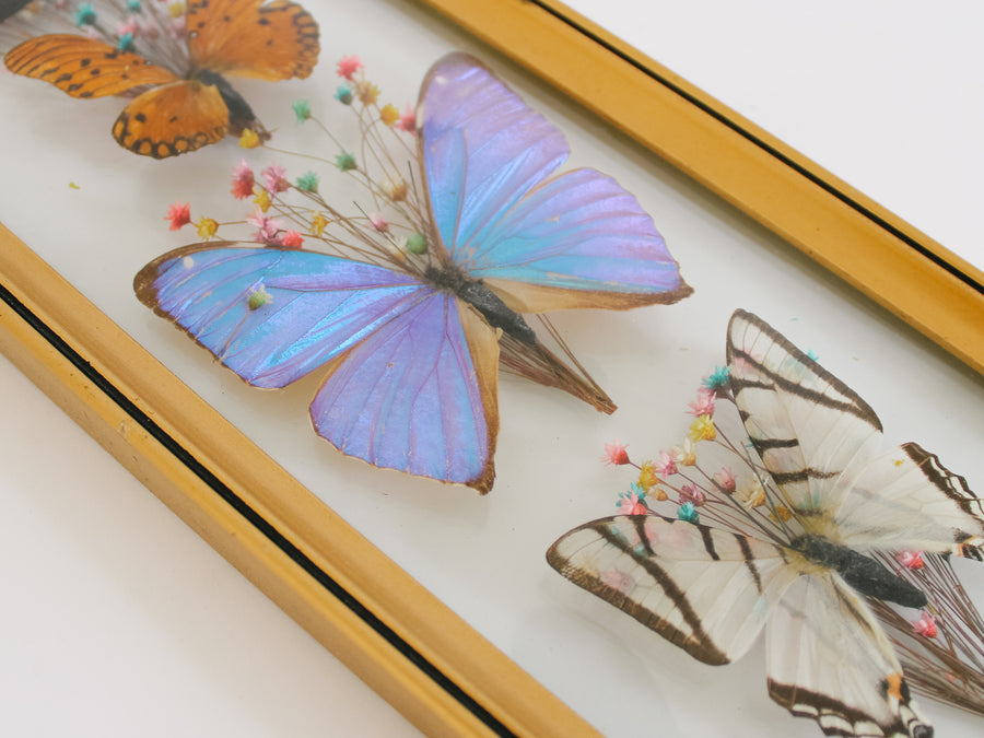 Preserved Butterfly Art