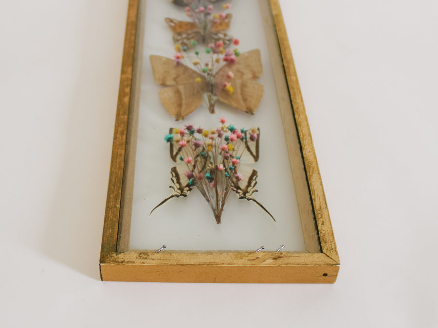 Preserved Butterfly Art